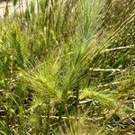 Hordeum marinum Flower