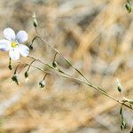 Linum lewisii Hábito