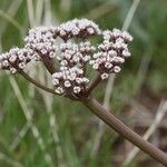 Lomatium canbyi Flor