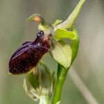 Ophrys exaltata Інше