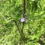 Verbena halei Flower