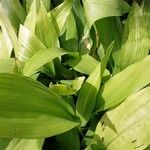 Aspidistra elatior Lapas