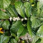 Coffea canephora 葉