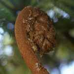 Cyathea glauca Other