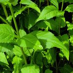 Silphium perfoliatum Yaprak