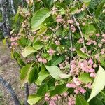 Euonymus maackii Fruit