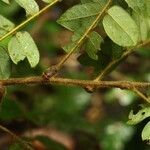 Cnestis corniculata Leaf