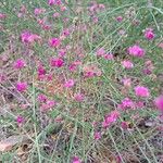 Dorycnopsis gerardi Fleur