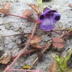 Torenia asiatica Fiore