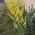 Verbascum pulverulentumFlower