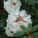 Rhododendron irroratum Blomst