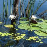 Nymphaea lotus ᱵᱟᱦᱟ