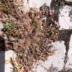 Trifolium suffocatum Fula
