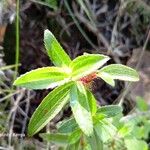 Pterolepis glomerata Feuille