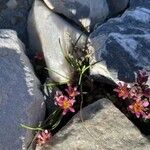 Saxifraga biflora Flor