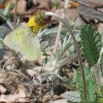 Dryas drummondii पत्ता