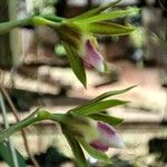 Eulophia euglossa Flower