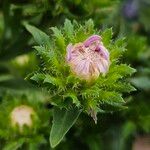 Stokesia laevis 花