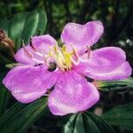 Melastoma malabathricum 花
