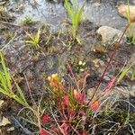 Drosera anglica पत्ता