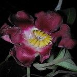 Blakea scarlatina Λουλούδι