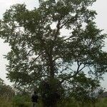 Ulmus rubra Habit