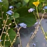 Myosotis arvensis Fleur