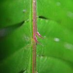 Pteris catoptera برگ