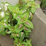 Plectranthus scutellarioidesFolha