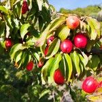 Cornus officinalis Fruto