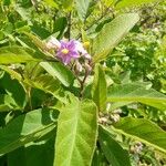 Solanum bonariense Leaf