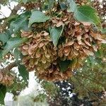 Acer buergerianum Fruit