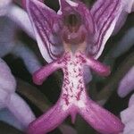 Orchis militaris Λουλούδι