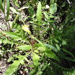 Oenothera triloba Συνήθη χαρακτηριστικά