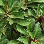 Lithocarpus edulis 形態