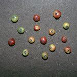Mouriri angulicosta Fruit