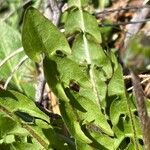 Taraxacum obliquilobum Fuelha