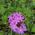 Verbena bipinnatifida Λουλούδι