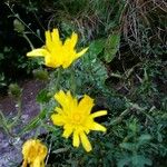 Scorzoneroides pyrenaica Flor