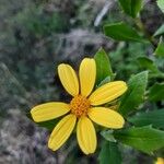 Chrysanthemoides monilifera Fleur
