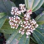 Viburnum davidi Franch.Квітка