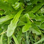 Hypochaeris glabraЛисток