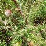 Cirsium occidentale List