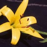 Lilium parryi Flower