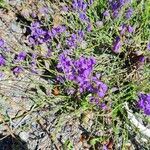 Polygala microphylla Fiore