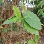 Lonicera fragrantissima Leaf