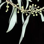 Acacia retinodes List