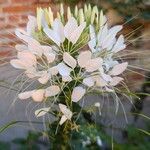 Cleome speciosa Flor