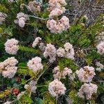 Eriogonum fasciculatum Ліст