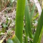 Iris foetidissima Φύλλο